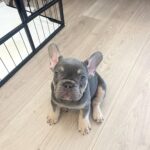 Marina Crialesi Instagram – Vi presentiamo l’ultimo arrivato in famiglia 🐶 benvenuto QUENTIN ❤️ 

#frenchie #frenchbulldog #bulldogsofinstagram #frenchiepuppy #frenchielove 

Grazie @vesuvius_bull Rome, Italy