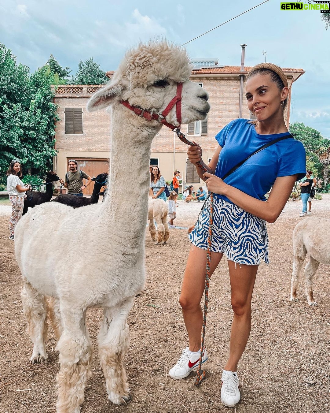 Marina Crialesi Instagram - Oggi avevo un entusiasmo incontenibile!!! Praticamente una bambina al parco giochi. Desideravo tanto una giornata immersa nella natura con gli Alpaca. 🦙 Grazie amore mio per questa giornata bellissima ed indimenticabile ♥️ @nicolo.zenga @ilgiardinodellalpaca siete pazzeschi! Super preparati, attenti e follemente innamorati dei loro Alpaca. Nella prima e nella terza foto c’è Oliver, 🦙 pazzerello. Nella seconda il buffo Paride. Marche, ITALY