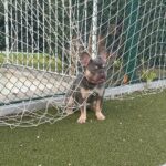 Marina Crialesi Instagram - Per essere uno Zenga, bene ma non benissimo…😅💙 che ne dici @walterzenga_official ? #bulldogfrancese #frenchbulldog #disastro #football #frenchie @vesuvius_bull