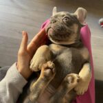 Marina Crialesi Instagram – 5 giorni di amore folle💙 

💙QUENTIN.💙
#bulldoglife #bulldogfrances #love #lilactan Rome, Italy