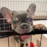 Marina Crialesi Instagram – Vi presentiamo l’ultimo arrivato in famiglia 🐶 benvenuto QUENTIN ❤️ 

#frenchie #frenchbulldog #bulldogsofinstagram #frenchiepuppy #frenchielove 

Grazie @vesuvius_bull Rome, Italy