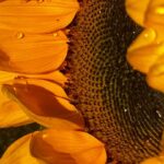Marina Nery Instagram - Sunflowers 🌻 Water is emotion.