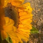 Marina Nery Instagram - Sunflowers 🌻 Water is emotion.