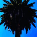 Marina Nery Instagram - Palm trees 🌴 Santiago, Chile