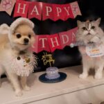 Marina Yamada Instagram - . 10月28日、 もふちゃんのお誕生日でした！4歳になりました！！ 先月3歳になった茶々丸をちゃんとお祝いできてなくて ふたりいっぺんにお祝いした🐱🎂🐶 気になってた @patisseriesappy さんのケーキを頼んでみました！ もふとちゃちゃのイラストも入れてもらって、 本当にかわいかったし味も好みだったのか 喜んでふたりでがっついてた🥰笑 2人ともほんとにいい子で 毎日癒してくれて まりなは幸せ者です。♡ これからも大事な2人を大切に大切に育てていきます‪🫶🏻 ほんとにかわいすぎて写真沢山撮りすぎたので ファニコンで共有させてください....🤲