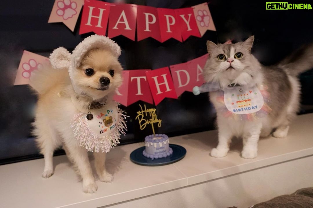 Marina Yamada Instagram - . 10月28日、 もふちゃんのお誕生日でした!4歳になりました!! 先月3歳になった茶々丸をちゃんとお祝いできてなくて ふたりいっぺんにお祝いした🐱🎂🐶 気になってた @patisseriesappy さんのケーキを頼んでみました! もふとちゃちゃのイラストも入れてもらって、 本当にかわいかったし味も好みだったのか 喜んでふたりでがっついてた🥰笑 2人ともほんとにいい子で 毎日癒してくれて まりなは幸せ者です。♡ これからも大事な2人を大切に大切に育てていきます🫶🏻 ほんとにかわいすぎて写真沢山撮りすぎたので ファニコンで共有させてください....🤲
