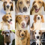 Mark Dacascos Instagram - Aloha! @wagmorpets #adoptdontshop #fosterifyoucan 🙏🏽❤️🤙🏽 Repost from @wagmorpets • We have so many incredible dogs available for adoption, and they’re ready to go home with you 🥰 Come in and meet them all this weekend! 11939 Ventura Blvd, Studio City, CA 91604 To learn more about these puppies, or any of our available dogs, please visit our website: wagmorpets.org/available-dogs 🐶 #puppiesofinstagram #puppyplay #cutenessoverload #rescuepuppies #wagmorpets puppies