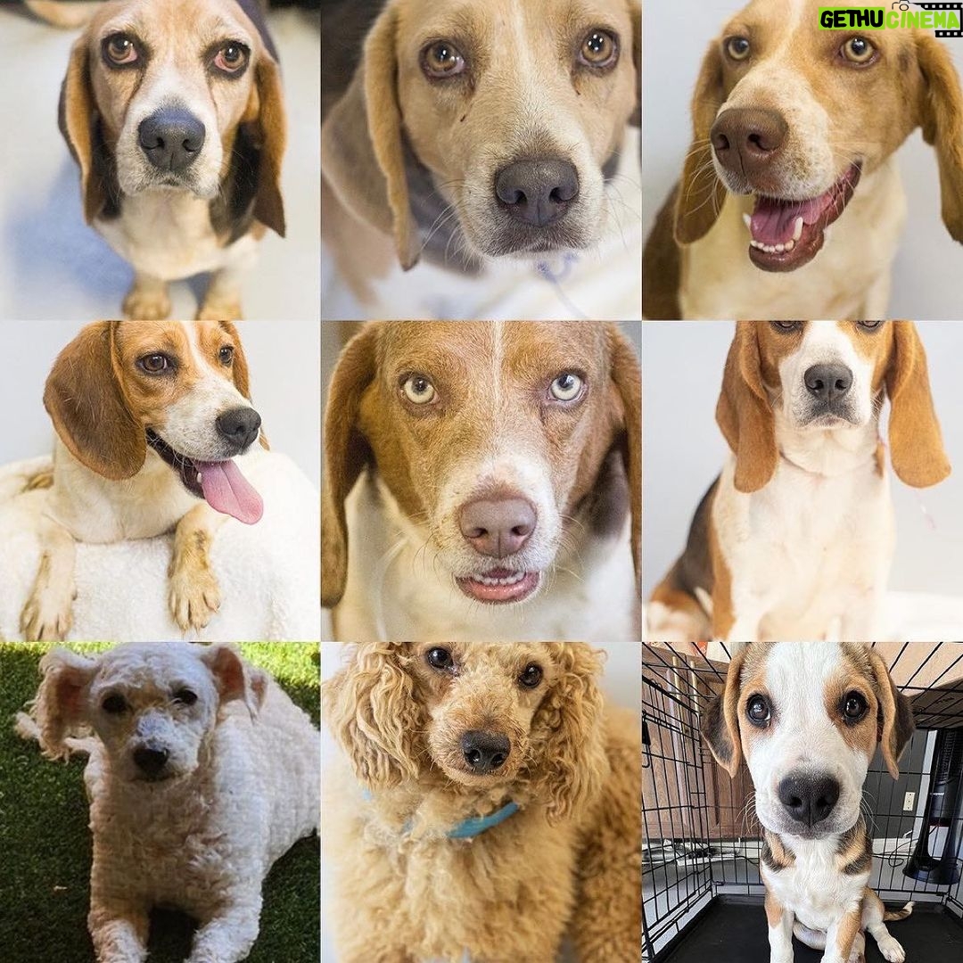 Mark Dacascos Instagram - Aloha! @wagmorpets #adoptdontshop #fosterifyoucan 🙏🏽❤️🤙🏽 Repost from @wagmorpets • We have so many incredible dogs available for adoption, and they’re ready to go home with you 🥰 Come in and meet them all this weekend! 11939 Ventura Blvd, Studio City, CA 91604 To learn more about these puppies, or any of our available dogs, please visit our website: wagmorpets.org/available-dogs 🐶 #puppiesofinstagram #puppyplay #cutenessoverload #rescuepuppies #wagmorpets puppies