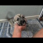 Mark Dacascos Instagram – Aloha! #adoptdontshop @wagmorpets #fosterifyoucan 🙏🏽❤️🤙🏽
Repost from @wagmorpets
•
‼️Donations Needed‼️

I have literally had a stomach ache for a month straight. It is not ending ever. I cannot afford to continue to help. There are dogs in need EVERYWHERE. 

Bakersfield, Riverside, Lancaster …. I am at a loss. 

without donations tonight I can’t say yes to the group  14 dogs with a nowhere to go .  14 dogs that need full medical care. 14 dogs that I know I can get Adopted if we can just get them here and treated. 

Please of each of your reading this donates just five or $10  we will be good. We need to raise money to get them here.  We need to pay down our vet bills.  We need you, Wagmor Family.  Let’s save dogs.

Venmo dogsinneed 
PAYPAL INFO IN BIO 

#adoptdontshop #dogsofinstagram #doodles #donationsneeded