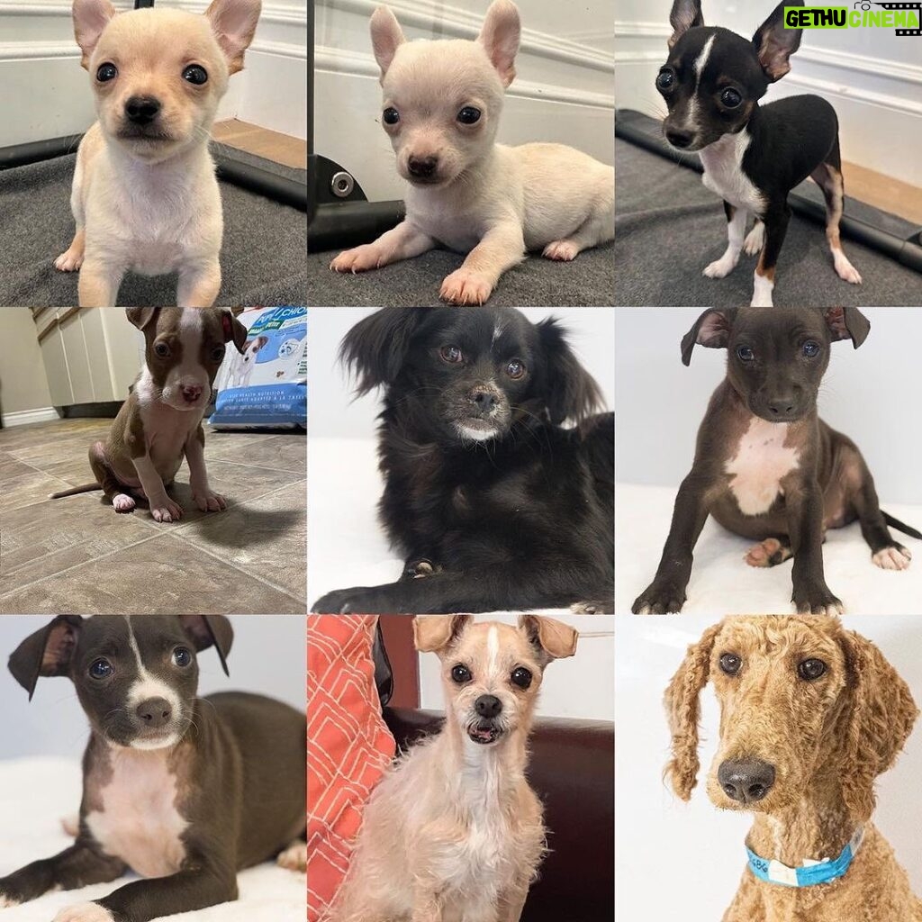 Mark Dacascos Instagram - Aloha! @wagmorpets #adoptdontshop #fosterifyoucan 🙏🏽❤️🤙🏽 Repost from @wagmorpets • We have so many incredible dogs available for adoption, and they’re ready to go home with you 🥰 Come in and meet them all this weekend! 11939 Ventura Blvd, Studio City, CA 91604 To learn more about these puppies, or any of our available dogs, please visit our website: wagmorpets.org/available-dogs 🐶 #puppiesofinstagram #puppyplay #cutenessoverload #rescuepuppies #wagmorpets puppies