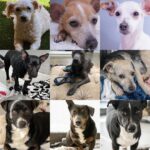 Mark Dacascos Instagram - Aloha! @wagmorpets #adoptdontshop #fosterifyoucan 🙏🏽❤️🤙🏽 Repost from @wagmorpets • We have so many incredible dogs available for adoption, and they’re ready to go home with you 🥰 Come in and meet them all this weekend! 11939 Ventura Blvd, Studio City, CA 91604 To learn more about these puppies, or any of our available dogs, please visit our website: wagmorpets.org/available-dogs 🐶 #puppiesofinstagram #puppyplay #cutenessoverload #rescuepuppies #wagmorpets puppies