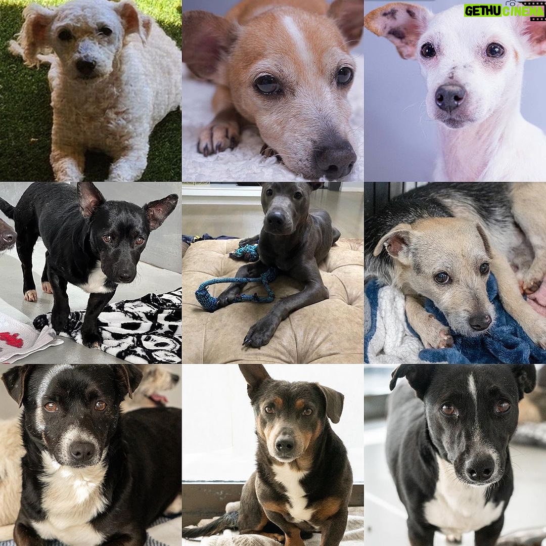 Mark Dacascos Instagram - Aloha! @wagmorpets #adoptdontshop #fosterifyoucan 🙏🏽❤️🤙🏽 Repost from @wagmorpets • We have so many incredible dogs available for adoption, and they’re ready to go home with you 🥰 Come in and meet them all this weekend! 11939 Ventura Blvd, Studio City, CA 91604 To learn more about these puppies, or any of our available dogs, please visit our website: wagmorpets.org/available-dogs 🐶 #puppiesofinstagram #puppyplay #cutenessoverload #rescuepuppies #wagmorpets puppies