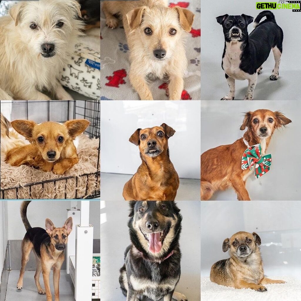 Mark Dacascos Instagram - Aloha! @wagmorpets #adoptdontshop #fosterifyoucan 🙏🏽❤🤙🏽 Repost from @wagmorpets • We have so many incredible dogs available for adoption, and they’re ready to go home with you 🥰 Come in and meet them all this weekend! 11939 Ventura Blvd, Studio City, CA 91604 To learn more about these puppies, or any of our available dogs, please visit our website: wagmorpets.org/available-dogs 🐶 #puppiesofinstagram #puppyplay #cutenessoverload #rescuepuppies #wagmorpets puppies
