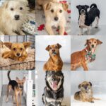 Mark Dacascos Instagram - Aloha! @wagmorpets #adoptdontshop #fosterifyoucan 🙏🏽❤️🤙🏽 Repost from @wagmorpets • We have so many incredible dogs available for adoption, and they’re ready to go home with you 🥰 Come in and meet them all this weekend! 11939 Ventura Blvd, Studio City, CA 91604 To learn more about these puppies, or any of our available dogs, please visit our website: wagmorpets.org/available-dogs 🐶 #puppiesofinstagram #puppyplay #cutenessoverload #rescuepuppies #wagmorpets puppies
