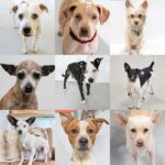 Mark Dacascos Instagram - Aloha! @wagmorpets #adoptdontshop #fosterifyoucan 🙏🏽❤️🤙🏽 Repost from @wagmorpets • We have so many incredible dogs available for adoption, and they’re ready to go home with you 🥰 Come in and meet them all this weekend! 11939 Ventura Blvd, Studio City, CA 91604 To learn more about these puppies, or any of our available dogs, please visit our website: wagmorpets.org/available-dogs 🐶 #puppiesofinstagram #puppyplay #cutenessoverload #rescuepuppies #wagmorpets puppies