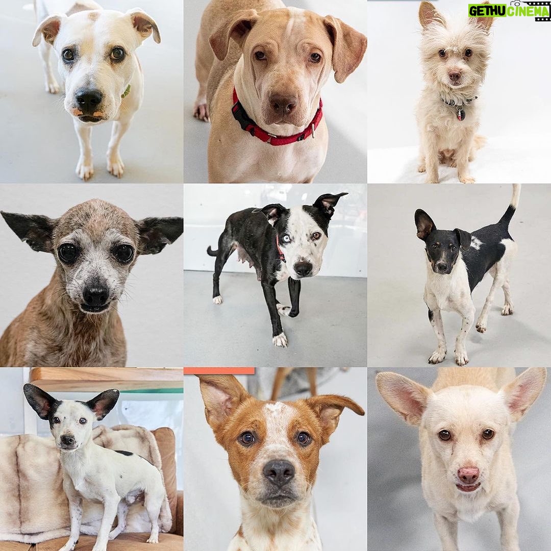 Mark Dacascos Instagram - Aloha! @wagmorpets #adoptdontshop #fosterifyoucan 🙏🏽❤️🤙🏽 Repost from @wagmorpets • We have so many incredible dogs available for adoption, and they’re ready to go home with you 🥰 Come in and meet them all this weekend! 11939 Ventura Blvd, Studio City, CA 91604 To learn more about these puppies, or any of our available dogs, please visit our website: wagmorpets.org/available-dogs 🐶 #puppiesofinstagram #puppyplay #cutenessoverload #rescuepuppies #wagmorpets puppies