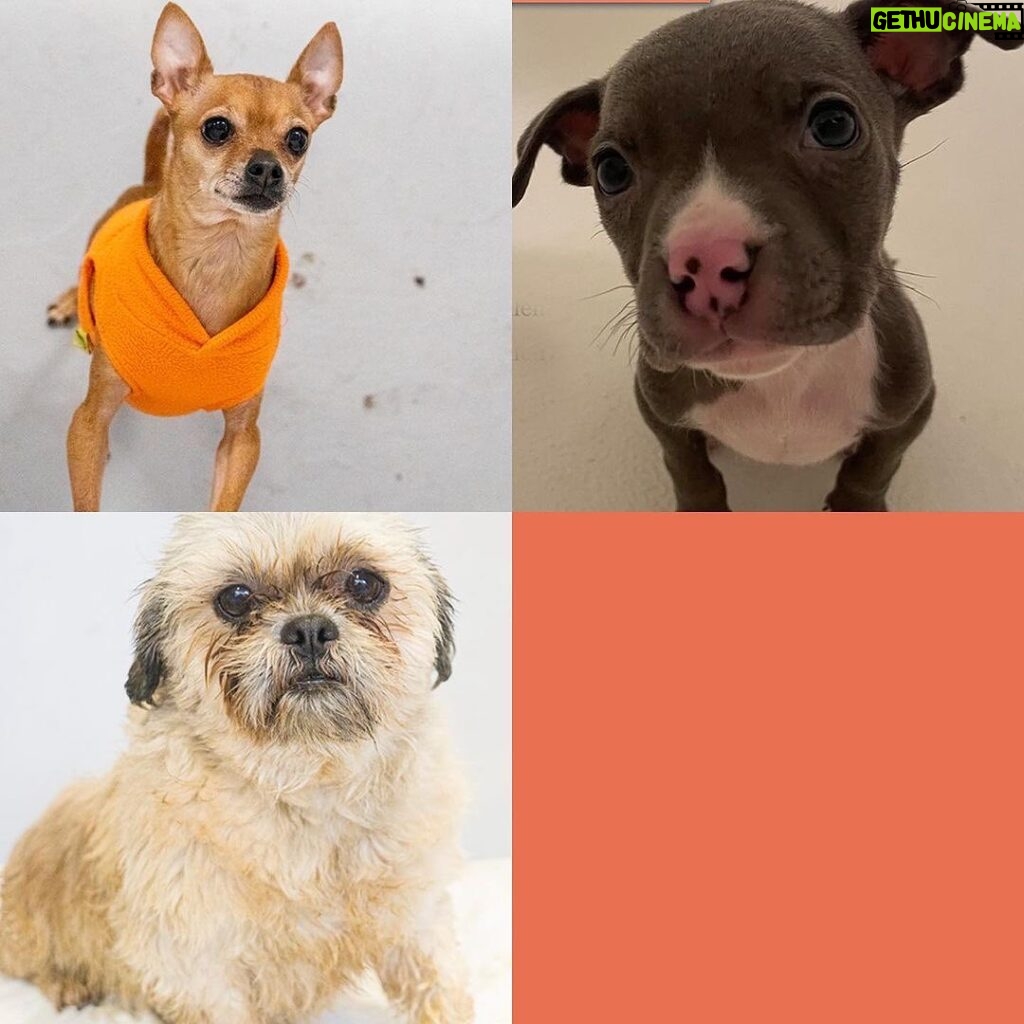 Mark Dacascos Instagram - Aloha! @wagmorpets #adoptdontshop #fosterifyoucan 🙏🏽❤🤙🏽 Repost from @wagmorpets • We have so many incredible dogs available for adoption, and they’re ready to go home with you 🥰 Come in and meet them all this weekend! 11939 Ventura Blvd, Studio City, CA 91604 To learn more about these puppies, or any of our available dogs, please visit our website: wagmorpets.org/available-dogs 🐶 #puppiesofinstagram #puppyplay #cutenessoverload #rescuepuppies #wagmorpets puppies