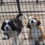 Mark Dacascos Instagram – Aloha! Please help if you can. 🙏🏽❤️🤙🏽Repost from @wagmorpets
•
🚨DONATE PLEASE🙏🙏🙏We are beyond screaming for help🚨

I am so angry right now at the pure evil that is going on. Our transport arrived along with several other transporters to the “Shutdown Puppy Mill”. They said no videos no photos. 20 dogs in need per rescue turned into 70 in need. 

Look at the conditions. These are some of the actual dogs en route. The owner of the facility came out with a shot gun so the rescuers needed to load il an leave. Some of the pups were so malnourished a vet was called in to see some. My transporter was not able to get the footage i asked for. But she sent this.

WE CANNOT DO THIS IF WE DONT RAISE MONEY NOW. 

We need money for medical, supplies, transport. We need to raise at least 10K in the next 24 hours or we are going to be in trouble!! 

👏LETS👏Save👏Dogs👏

Venmo dogsinneed 
Paypal donate@wagmorpets.org

#wagmorfamily #wagmorfam #wagmorpets #adoptdontshop