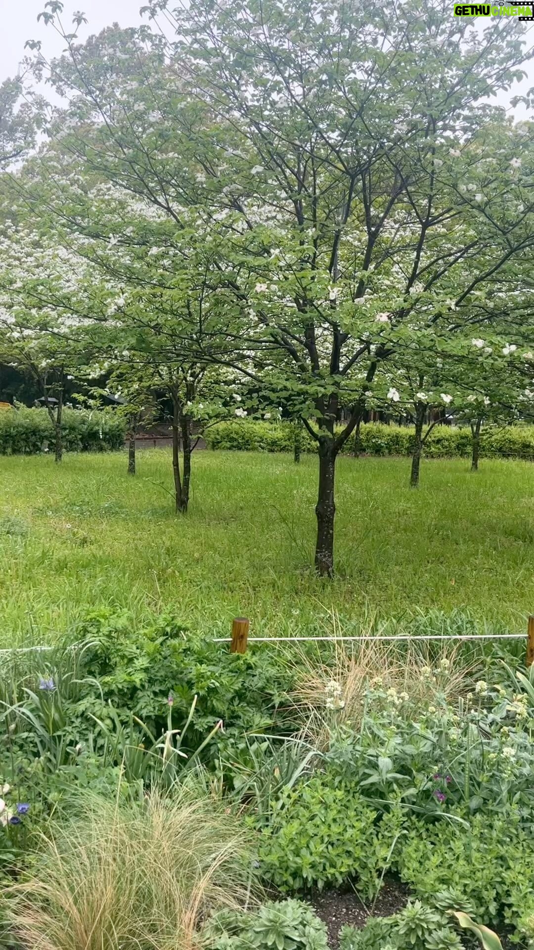 Mark Dacascos Instagram - @noedacascos on her adventure in the middle of Tokyoπ―π΅ #nature #breathe #presence ππ½β€οΈπ€π½