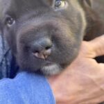 Mark Dacascos Instagram - Aloha and Happy Weekend! @juliedacascos brought home our beautiful @wagmorpets fosterpups!🙏🏽❤️🤙🏽 #adoptdontshop Repost from @juliedacascos • These 3 precious pups are available for adoption @wagmorpets! They are beyond sweet and snuggly. They’re perfect. 🐶😍🐶
