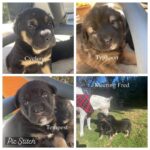 Mark Dacascos Instagram - Aloha and Happy Weekend! #adoptdontshop Repost from @juliedacascos • Meet our foster babies! These are three special little ladies! Although life started off rough (they were found under a trailer in the rain with no mama) they are the sweetest, snuggliest, softest little love bugs ever. The vet thinks they are Tibetan Mastiffs so if you’re looking for a protective, loyal, loving companion…. You’d better hurry because these 3 will go fast!!! Apply @wagmorpets today!!