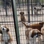 Mark Dacascos Instagram – Aloha! Please help if you can. 🙏🏽❤️🤙🏽Repost from @wagmorpets
•
🚨DONATE PLEASE🙏🙏🙏We are beyond screaming for help🚨

I am so angry right now at the pure evil that is going on. Our transport arrived along with several other transporters to the “Shutdown Puppy Mill”. They said no videos no photos. 20 dogs in need per rescue turned into 70 in need. 

Look at the conditions. These are some of the actual dogs en route. The owner of the facility came out with a shot gun so the rescuers needed to load il an leave. Some of the pups were so malnourished a vet was called in to see some. My transporter was not able to get the footage i asked for. But she sent this.

WE CANNOT DO THIS IF WE DONT RAISE MONEY NOW. 

We need money for medical, supplies, transport. We need to raise at least 10K in the next 24 hours or we are going to be in trouble!! 

👏LETS👏Save👏Dogs👏

Venmo dogsinneed 
Paypal donate@wagmorpets.org

#wagmorfamily #wagmorfam #wagmorpets #adoptdontshop
