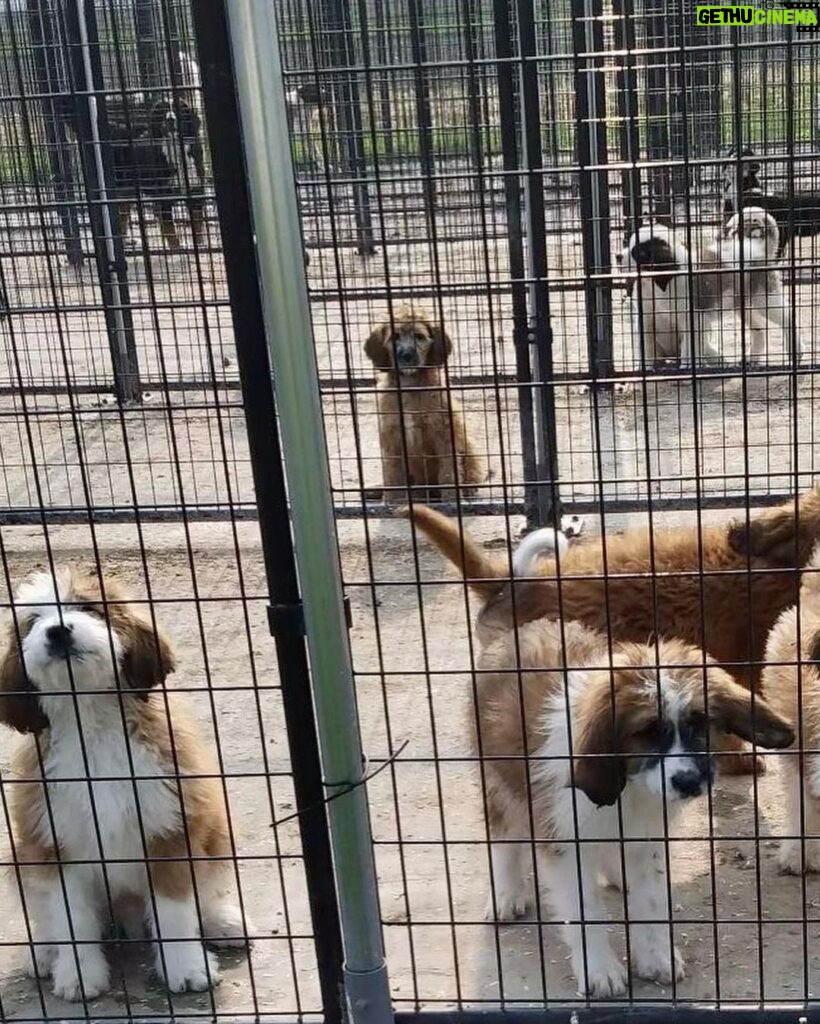 Mark Dacascos Instagram - Aloha! Please help if you can. 🙏🏽❤🤙🏽Repost from @wagmorpets • 🚨DONATE PLEASE🙏🙏🙏We are beyond screaming for help🚨 I am so angry right now at the pure evil that is going on. Our transport arrived along with several other transporters to the “Shutdown Puppy Mill”. They said no videos no photos. 20 dogs in need per rescue turned into 70 in need. Look at the conditions. These are some of the actual dogs en route. The owner of the facility came out with a shot gun so the rescuers needed to load il an leave. Some of the pups were so malnourished a vet was called in to see some. My transporter was not able to get the footage i asked for. But she sent this. WE CANNOT DO THIS IF WE DONT RAISE MONEY NOW. We need money for medical, supplies, transport. We need to raise at least 10K in the next 24 hours or we are going to be in trouble!! 👏LETS👏Save👏Dogs👏 Venmo dogsinneed Paypal donate@wagmorpets.org #wagmorfamily #wagmorfam #wagmorpets #adoptdontshop