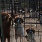 Mark Dacascos Instagram – Aloha! Please help if you can. 🙏🏽❤️🤙🏽Repost from @wagmorpets
•
🚨DONATE PLEASE🙏🙏🙏We are beyond screaming for help🚨

I am so angry right now at the pure evil that is going on. Our transport arrived along with several other transporters to the “Shutdown Puppy Mill”. They said no videos no photos. 20 dogs in need per rescue turned into 70 in need. 

Look at the conditions. These are some of the actual dogs en route. The owner of the facility came out with a shot gun so the rescuers needed to load il an leave. Some of the pups were so malnourished a vet was called in to see some. My transporter was not able to get the footage i asked for. But she sent this.

WE CANNOT DO THIS IF WE DONT RAISE MONEY NOW. 

We need money for medical, supplies, transport. We need to raise at least 10K in the next 24 hours or we are going to be in trouble!! 

👏LETS👏Save👏Dogs👏

Venmo dogsinneed 
Paypal donate@wagmorpets.org

#wagmorfamily #wagmorfam #wagmorpets #adoptdontshop