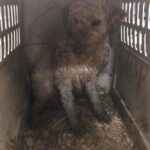 Mark Dacascos Instagram – Aloha! Please help if you can. 🙏🏽❤️🤙🏽Repost from @wagmorpets
•
🚨DONATE PLEASE🙏🙏🙏We are beyond screaming for help🚨

I am so angry right now at the pure evil that is going on. Our transport arrived along with several other transporters to the “Shutdown Puppy Mill”. They said no videos no photos. 20 dogs in need per rescue turned into 70 in need. 

Look at the conditions. These are some of the actual dogs en route. The owner of the facility came out with a shot gun so the rescuers needed to load il an leave. Some of the pups were so malnourished a vet was called in to see some. My transporter was not able to get the footage i asked for. But she sent this.

WE CANNOT DO THIS IF WE DONT RAISE MONEY NOW. 

We need money for medical, supplies, transport. We need to raise at least 10K in the next 24 hours or we are going to be in trouble!! 

👏LETS👏Save👏Dogs👏

Venmo dogsinneed 
Paypal donate@wagmorpets.org

#wagmorfamily #wagmorfam #wagmorpets #adoptdontshop