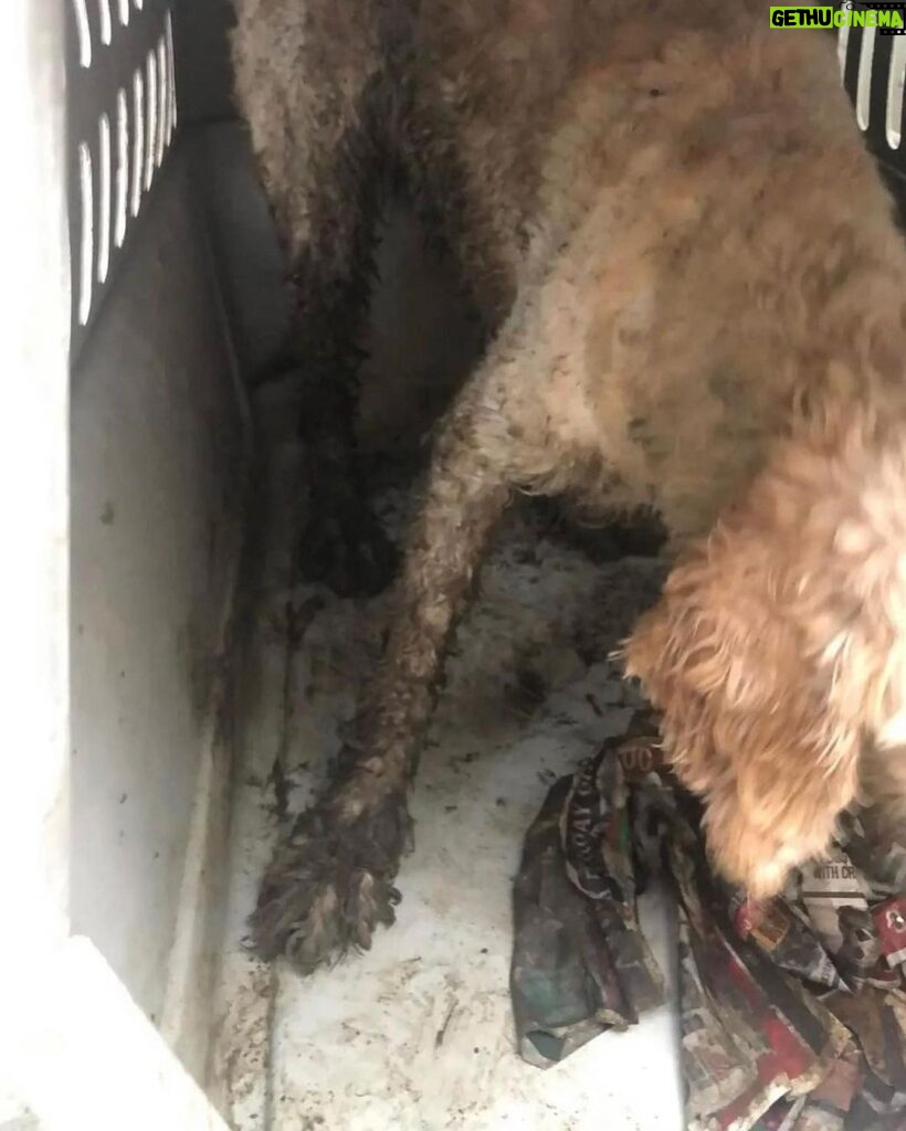 Mark Dacascos Instagram - Aloha! Please help if you can. 🙏🏽❤🤙🏽Repost from @wagmorpets • 🚨DONATE PLEASE🙏🙏🙏We are beyond screaming for help🚨 I am so angry right now at the pure evil that is going on. Our transport arrived along with several other transporters to the “Shutdown Puppy Mill”. They said no videos no photos. 20 dogs in need per rescue turned into 70 in need. Look at the conditions. These are some of the actual dogs en route. The owner of the facility came out with a shot gun so the rescuers needed to load il an leave. Some of the pups were so malnourished a vet was called in to see some. My transporter was not able to get the footage i asked for. But she sent this. WE CANNOT DO THIS IF WE DONT RAISE MONEY NOW. We need money for medical, supplies, transport. We need to raise at least 10K in the next 24 hours or we are going to be in trouble!! 👏LETS👏Save👏Dogs👏 Venmo dogsinneed Paypal donate@wagmorpets.org #wagmorfamily #wagmorfam #wagmorpets #adoptdontshop