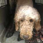 Mark Dacascos Instagram – Aloha! Please help if you can. 🙏🏽❤️🤙🏽Repost from @wagmorpets
•
🚨DONATE PLEASE🙏🙏🙏We are beyond screaming for help🚨

I am so angry right now at the pure evil that is going on. Our transport arrived along with several other transporters to the “Shutdown Puppy Mill”. They said no videos no photos. 20 dogs in need per rescue turned into 70 in need. 

Look at the conditions. These are some of the actual dogs en route. The owner of the facility came out with a shot gun so the rescuers needed to load il an leave. Some of the pups were so malnourished a vet was called in to see some. My transporter was not able to get the footage i asked for. But she sent this.

WE CANNOT DO THIS IF WE DONT RAISE MONEY NOW. 

We need money for medical, supplies, transport. We need to raise at least 10K in the next 24 hours or we are going to be in trouble!! 

👏LETS👏Save👏Dogs👏

Venmo dogsinneed 
Paypal donate@wagmorpets.org

#wagmorfamily #wagmorfam #wagmorpets #adoptdontshop