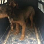 Mark Dacascos Instagram – Aloha! Please help if you can. 🙏🏽❤️🤙🏽Repost from @wagmorpets
•
🚨DONATE PLEASE🙏🙏🙏We are beyond screaming for help🚨

I am so angry right now at the pure evil that is going on. Our transport arrived along with several other transporters to the “Shutdown Puppy Mill”. They said no videos no photos. 20 dogs in need per rescue turned into 70 in need. 

Look at the conditions. These are some of the actual dogs en route. The owner of the facility came out with a shot gun so the rescuers needed to load il an leave. Some of the pups were so malnourished a vet was called in to see some. My transporter was not able to get the footage i asked for. But she sent this.

WE CANNOT DO THIS IF WE DONT RAISE MONEY NOW. 

We need money for medical, supplies, transport. We need to raise at least 10K in the next 24 hours or we are going to be in trouble!! 

👏LETS👏Save👏Dogs👏

Venmo dogsinneed 
Paypal donate@wagmorpets.org

#wagmorfamily #wagmorfam #wagmorpets #adoptdontshop