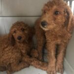Mark Dacascos Instagram – Aloha! Please help if you can. 🙏🏽❤️🤙🏽Repost from @wagmorpets
•
🚨DONATE PLEASE🙏🙏🙏We are beyond screaming for help🚨

I am so angry right now at the pure evil that is going on. Our transport arrived along with several other transporters to the “Shutdown Puppy Mill”. They said no videos no photos. 20 dogs in need per rescue turned into 70 in need. 

Look at the conditions. These are some of the actual dogs en route. The owner of the facility came out with a shot gun so the rescuers needed to load il an leave. Some of the pups were so malnourished a vet was called in to see some. My transporter was not able to get the footage i asked for. But she sent this.

WE CANNOT DO THIS IF WE DONT RAISE MONEY NOW. 

We need money for medical, supplies, transport. We need to raise at least 10K in the next 24 hours or we are going to be in trouble!! 

👏LETS👏Save👏Dogs👏

Venmo dogsinneed 
Paypal donate@wagmorpets.org

#wagmorfamily #wagmorfam #wagmorpets #adoptdontshop