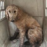 Mark Dacascos Instagram – Aloha! Please help if you can. 🙏🏽❤️🤙🏽Repost from @wagmorpets
•
🚨DONATE PLEASE🙏🙏🙏We are beyond screaming for help🚨

I am so angry right now at the pure evil that is going on. Our transport arrived along with several other transporters to the “Shutdown Puppy Mill”. They said no videos no photos. 20 dogs in need per rescue turned into 70 in need. 

Look at the conditions. These are some of the actual dogs en route. The owner of the facility came out with a shot gun so the rescuers needed to load il an leave. Some of the pups were so malnourished a vet was called in to see some. My transporter was not able to get the footage i asked for. But she sent this.

WE CANNOT DO THIS IF WE DONT RAISE MONEY NOW. 

We need money for medical, supplies, transport. We need to raise at least 10K in the next 24 hours or we are going to be in trouble!! 

👏LETS👏Save👏Dogs👏

Venmo dogsinneed 
Paypal donate@wagmorpets.org

#wagmorfamily #wagmorfam #wagmorpets #adoptdontshop