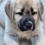 Mark Dacascos Instagram - @juliedacascos has a new foster-pup from @wagmorpets • repost from @juliedacascos This guy is the total opposite of my last pup, “Tiny.” He's HUGE!! Meet “Oceanus.” A 13 week-old Armenian Gampur. He. Is. Awesome. And available for adoption @wagmorpets !!!!