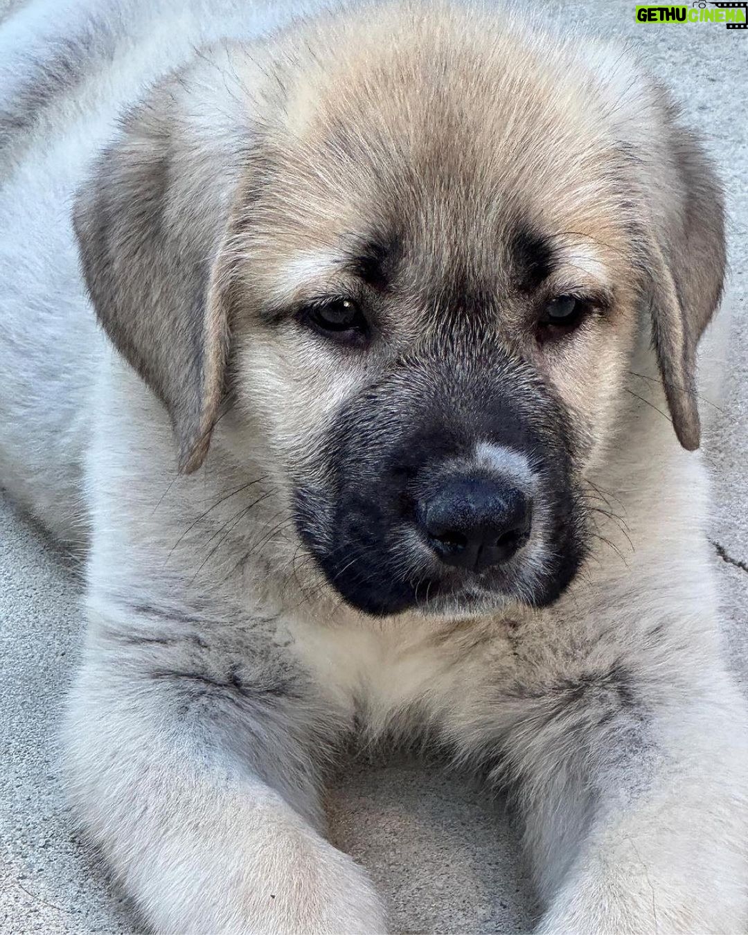 Mark Dacascos Instagram - @juliedacascos has a new foster-pup from @wagmorpets • repost from @juliedacascos This guy is the total opposite of my last pup, “Tiny.” He's HUGE!! Meet “Oceanus.” A 13 week-old Armenian Gampur. He. Is. Awesome. And available for adoption @wagmorpets !!!!
