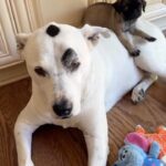 Mark Dacascos Instagram - Aloha! “Tiny (the tiny one)” is what we call him and Fred (in white) and @juliedacascos are fostering him for @wagmorpets We fostered Tiny’s three siblings as well and they all found homes. Now who will be fortunate to bring Tiny into their family? 🙏🏽❤️🤙🏽 #love #gratitude #breathe
