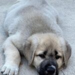 Mark Dacascos Instagram - @juliedacascos has a new foster-pup from @wagmorpets • repost from @juliedacascos This guy is the total opposite of my last pup, “Tiny.” He's HUGE!! Meet “Oceanus.” A 13 week-old Armenian Gampur. He. Is. Awesome. And available for adoption @wagmorpets !!!!