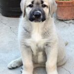 Mark Dacascos Instagram - @juliedacascos has a new foster-pup from @wagmorpets • repost from @juliedacascos This guy is the total opposite of my last pup, “Tiny.” He's HUGE!! Meet “Oceanus.” A 13 week-old Armenian Gampur. He. Is. Awesome. And available for adoption @wagmorpets !!!!
