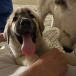 Mark Dacascos Instagram - @juliedacascos has a new foster-pup from @wagmorpets • repost from @juliedacascos This guy is the total opposite of my last pup, “Tiny.” He's HUGE!! Meet “Oceanus.” A 13 week-old Armenian Gampur. He. Is. Awesome. And available for adoption @wagmorpets !!!!