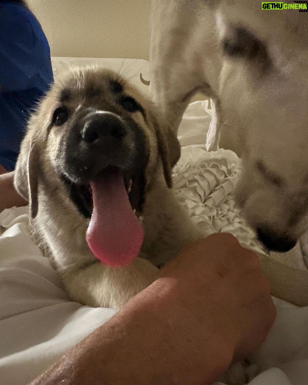 Mark Dacascos Instagram - @juliedacascos has a new foster-pup from @wagmorpets • repost from @juliedacascos This guy is the total opposite of my last pup, “Tiny.” He's HUGE!! Meet “Oceanus.” A 13 week-old Armenian Gampur. He. Is. Awesome. And available for adoption @wagmorpets !!!!