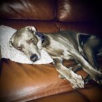 Mark DeCarlo Instagram - #quarantine is even getting old for Nola the dog