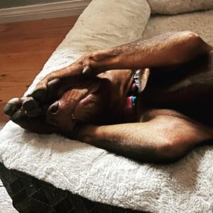 Mark DeCarlo Instagram - Mojo the Dog is very upset he is not allowed to attend Opening Night of All-Star Celebrity Improv this Thursday 8/24 @thewriteoffroom 7:30. Tix available now. We’ll turn your ideas into skits and songs and follow the show with meet n greet. https://www.eventbrite.com/e/impov-celebrity-all-stars-tickets-700545519507?aff=ebdsoporgprofile