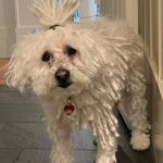 Mark Zuckerberg Instagram - Gave Beast a haircut 😂