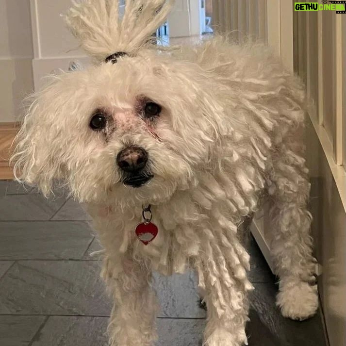 Mark Zuckerberg Instagram - Gave Beast a haircut 😂