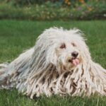 Mark Zuckerberg Instagram - Happy birthday Beast, you wonderful crazy dog.