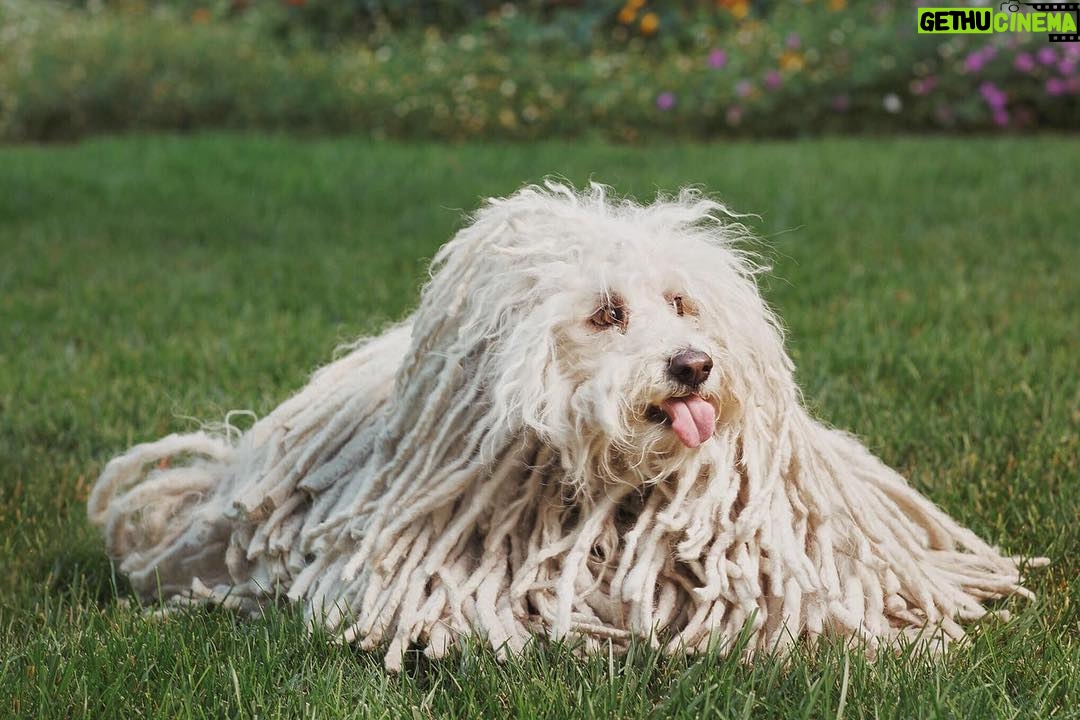 Mark Zuckerberg Instagram - Happy birthday Beast, you wonderful crazy dog.