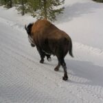 Mark Zuckerberg Instagram - Snowy Yellowstone