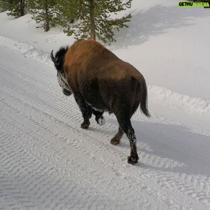 Mark Zuckerberg Instagram - Snowy Yellowstone