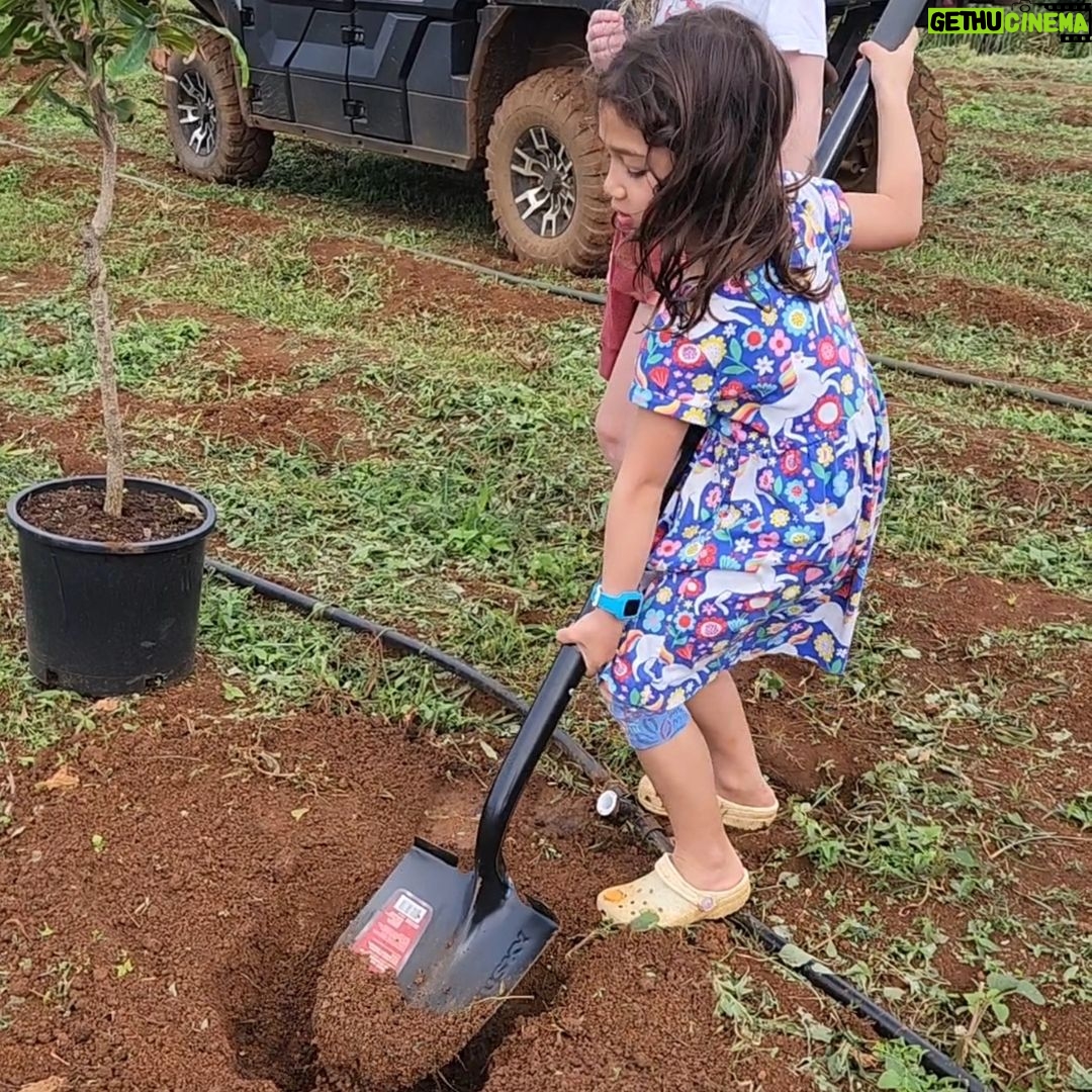 Mark Zuckerberg - 405.2K Likes - Started raising cattle at Ko'olau Ranch on Kauai, and my goal is to create some of the highest quality beef in the world. The cattle are wagyu and angus, and they'll grow up eating macadamia meal and drinking beer that we grow and produce here on the ranch. We want the whole process to be local and vertically integrated. Each cow eats 5,000-10,000 pounds of food each year, so that's a lot of acres of macadamia trees. My daughters help plant the mac trees and take care of our different animals. We're still early in the journey and it's fun improving on it every season. Of all my projects, this is the most delicious.